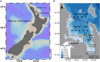 Attributing Controlling Factors of Acidification and Hypoxia in a Deep, Nutrient-Enriched Estuarine Embayment